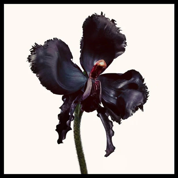 Tom Ford Black Orchid Reserve Parfum 100 Ml - Image 3